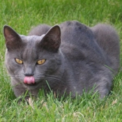 Photo de Chartreux