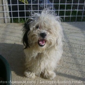 Photo de Coton de tulear