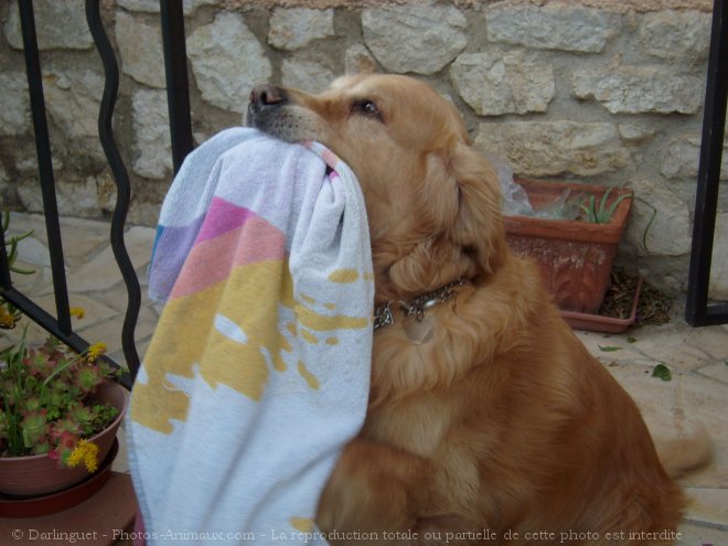 Photo de Golden retriever