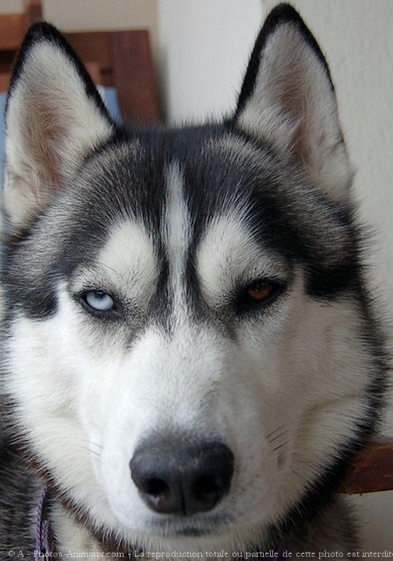 Photo de Husky siberien