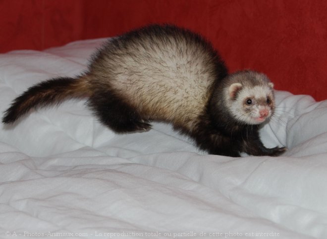 Photo de Furet