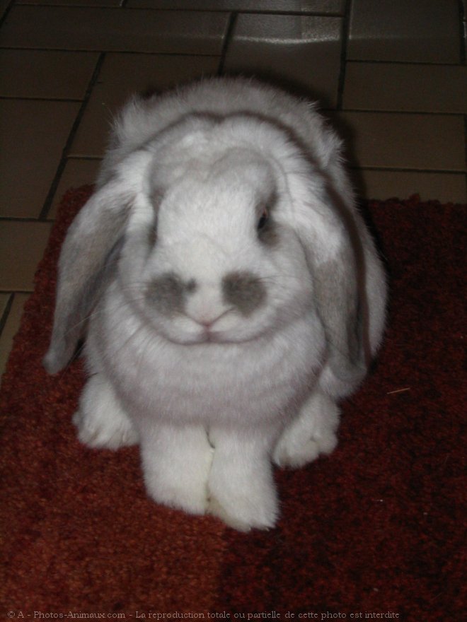 Photo de Lapin