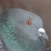 Photo de Pigeon