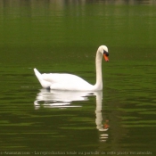 Photo de Cygne