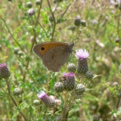 Photo de Papillon