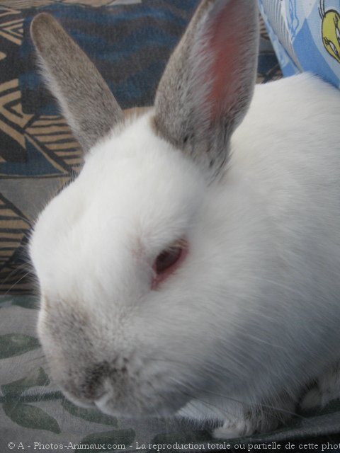 Photo de Lapin