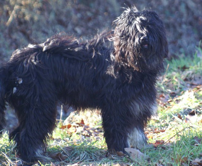 Photo de Chien de berger de la serra aires