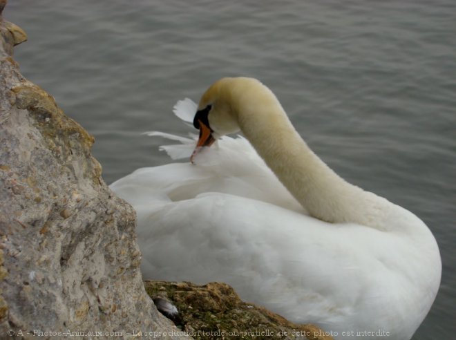 Photo de Cygne