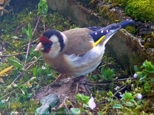 Photo de Chardonnet