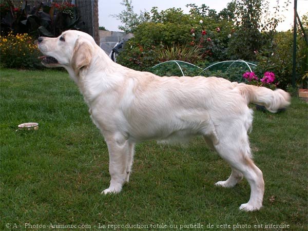 Photo de Golden retriever