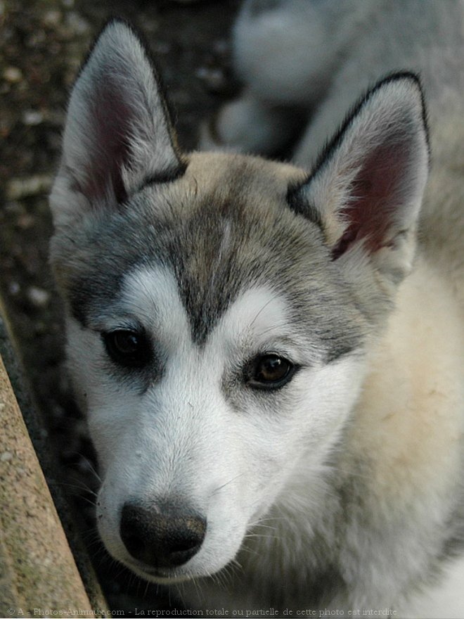 Photo de Husky siberien