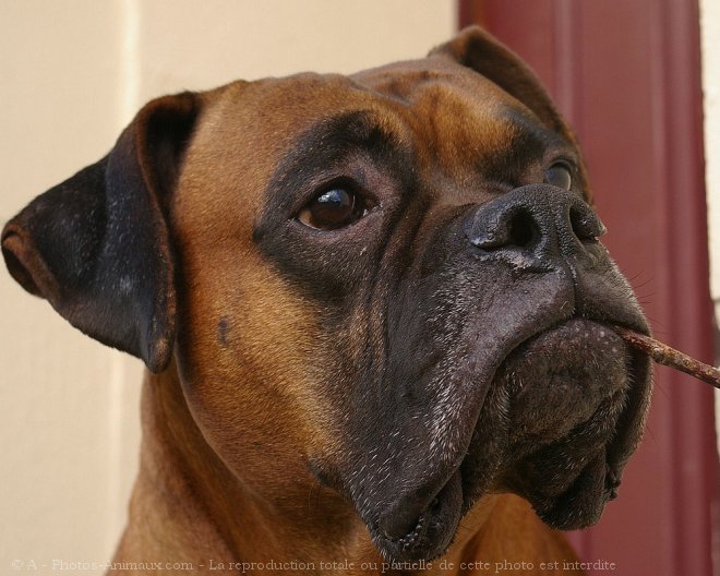 Photo de Boxer