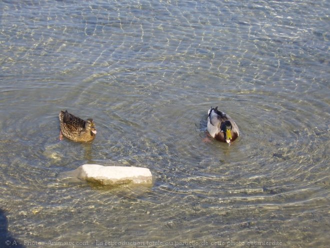 Photo de Canard