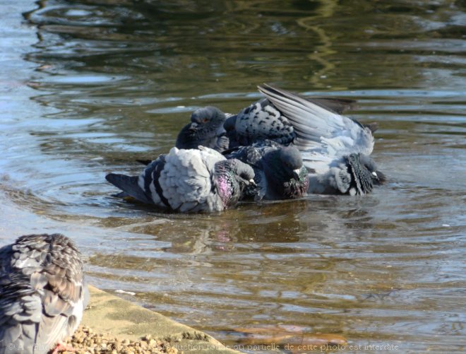 Photo de Pigeon