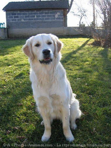 Photo de Golden retriever