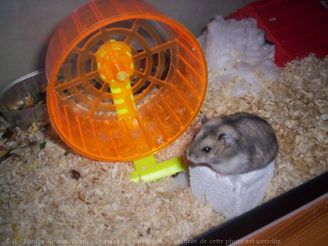 Photo de Hamster