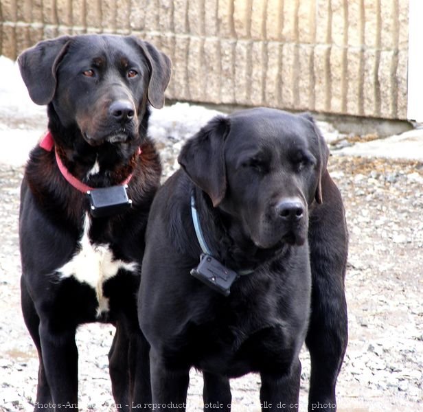 Photo de Berger allemand  poil court