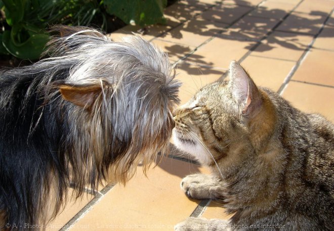 Photo de Races diffrentes