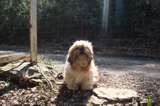 Photo de Shih tzu