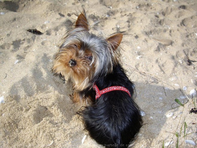 Photo de Yorkshire terrier