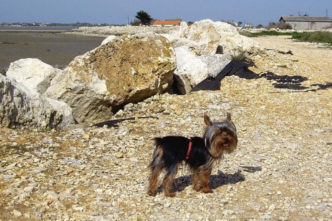 Photo de Yorkshire terrier