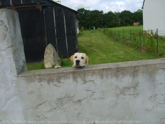 Photo de Labrador retriever