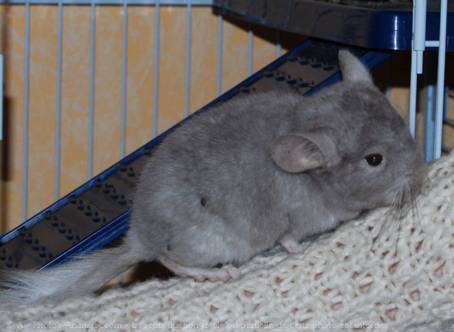 Photo de Chinchilla