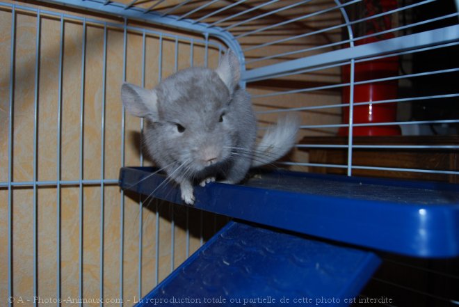 Photo de Chinchilla