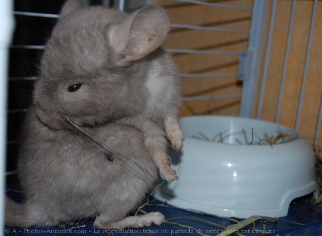 Photo de Chinchilla