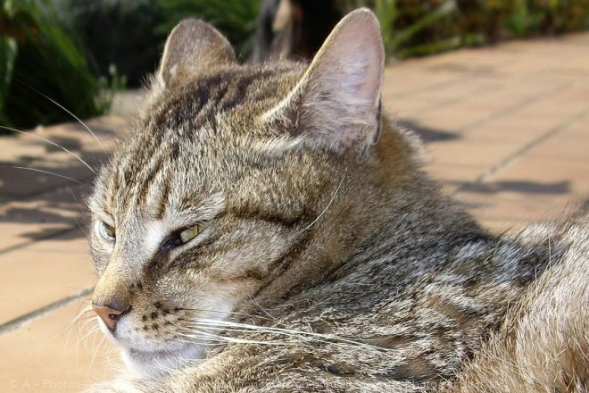 Photo de Chat domestique