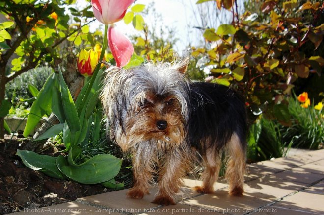 Photo de Yorkshire terrier