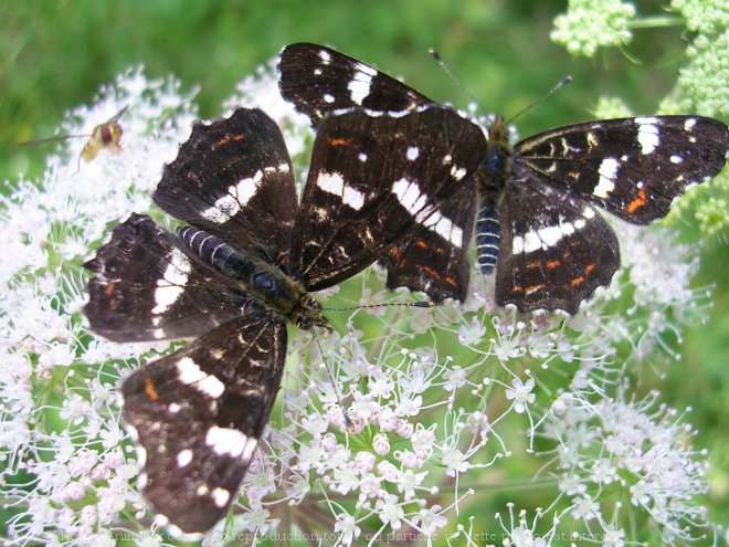 Photo de Papillon