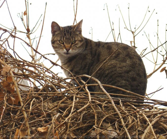 Photo de Chat domestique