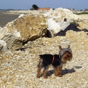 Photo de Yorkshire terrier