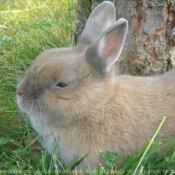 Photo de Lapin