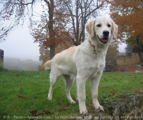 Photo de Golden retriever