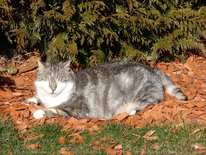 Photo de Chat domestique