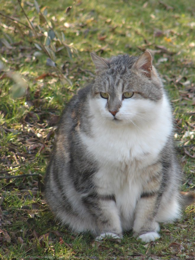 Photo de Chat domestique