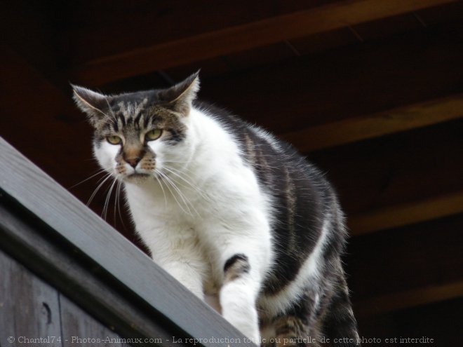 Photo de Chat domestique