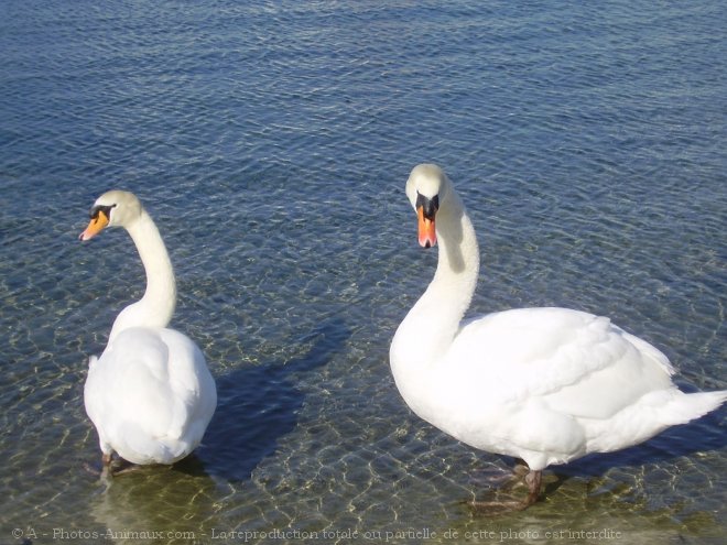 Photo de Cygne