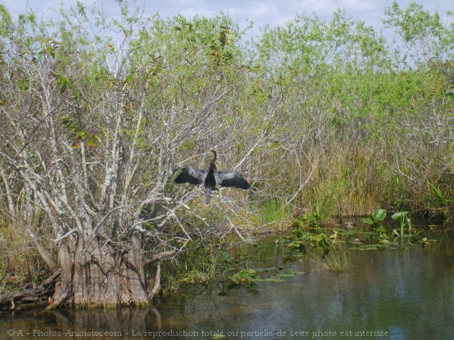 Photo de Cormoran