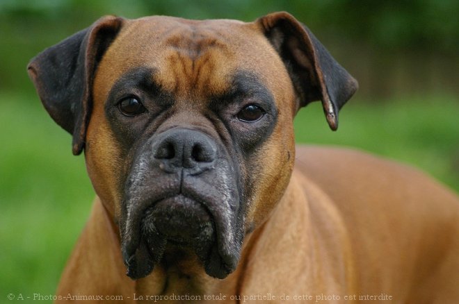 Photo de Boxer