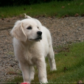 Photo de Golden retriever