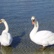 Photo de Cygne