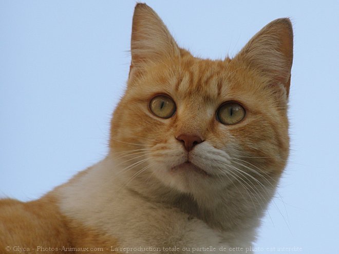 Photo de Chat domestique