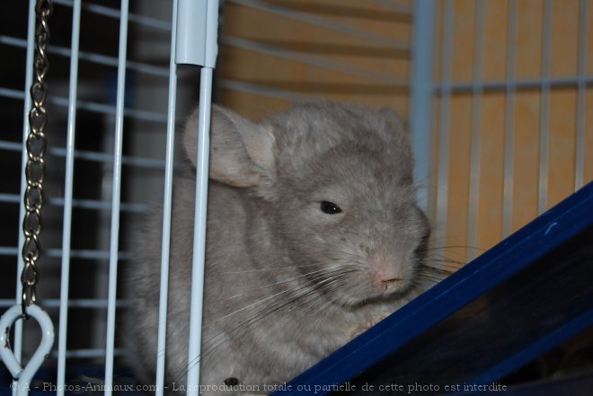 Photo de Chinchilla