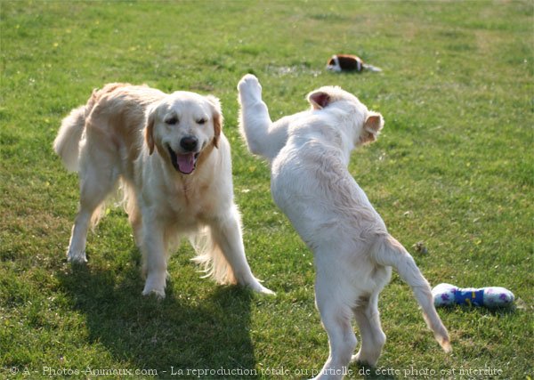 Photo de Golden retriever