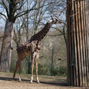 Photo de Girafe