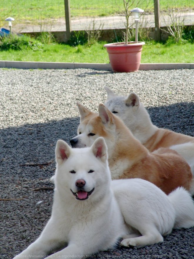 Photo d'Akita inu