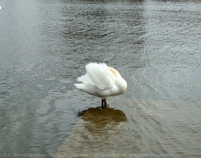 Photo de Cygne